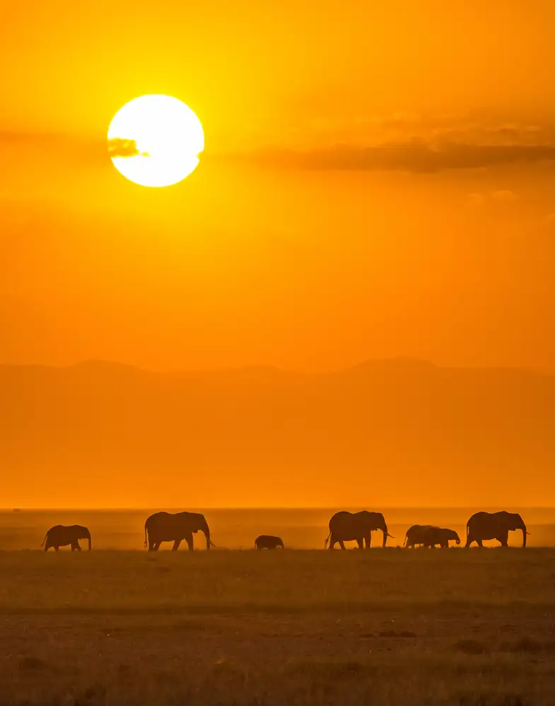 Taylor, Ted: Elefanten bei Sonnenuntergang