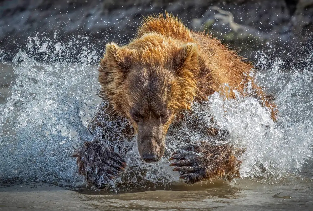 Roshkumar: Azione dell'orso