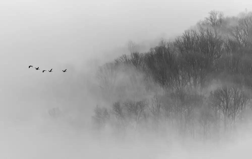 Li, Austin: Sopra la nebbia
