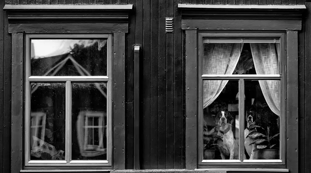 Oncete, Julien: Die Hunde