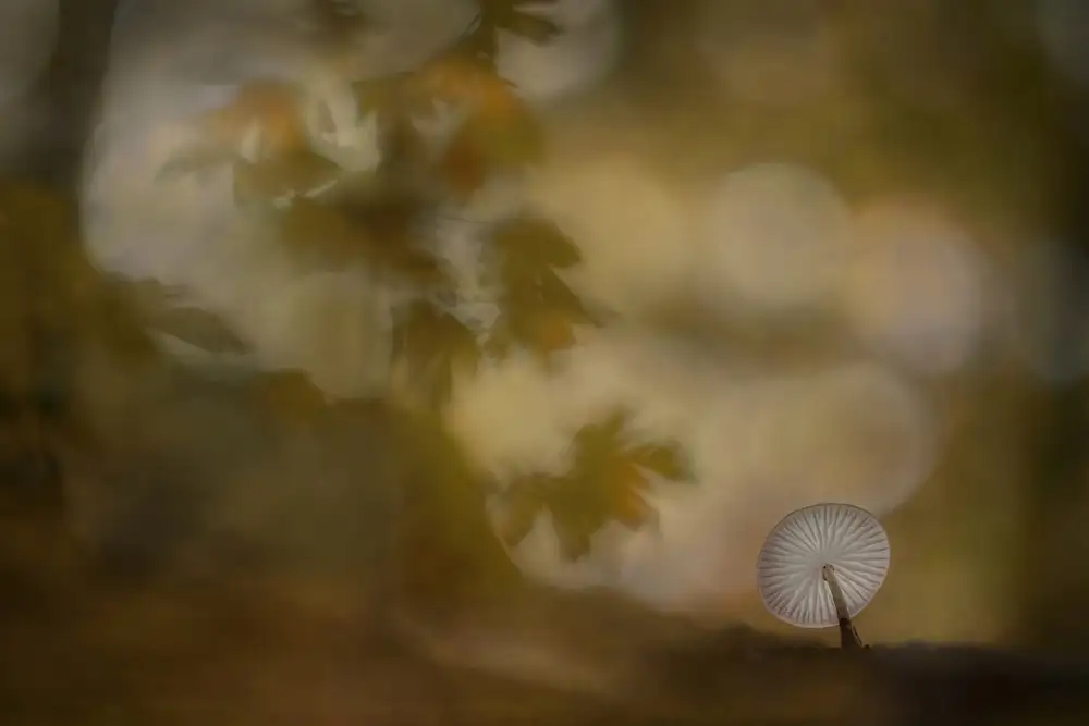Talen, Nel: Herbstliche Atmosphäre