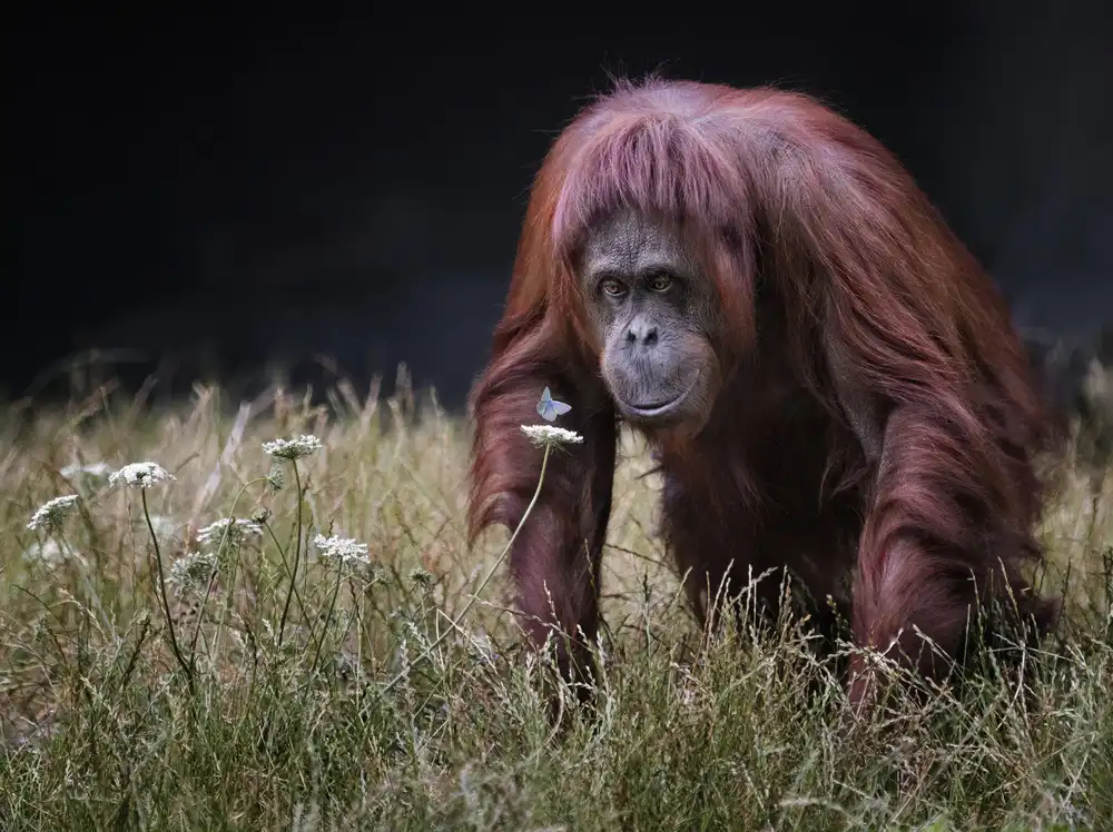 Wilkinson, Hugh: Orang-outan avec papillon.