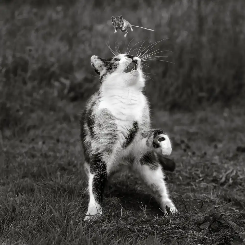 Wilkinson, Hugh: Piège à chat