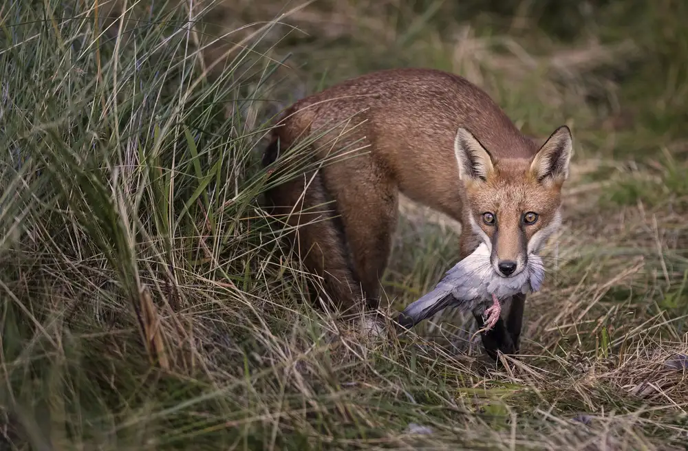 Wilkinson, Hugh: Renard roux avec carrière