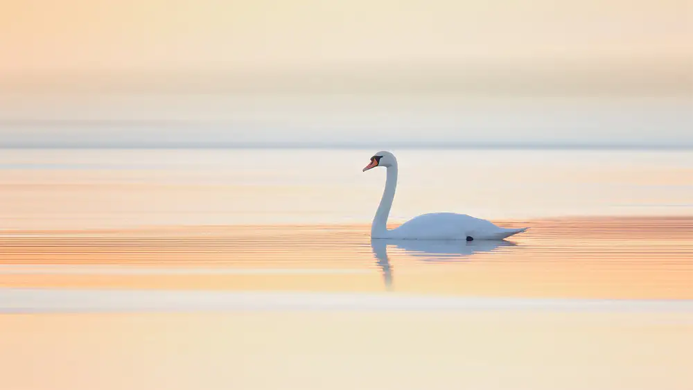 Løndal, Leif: cigno