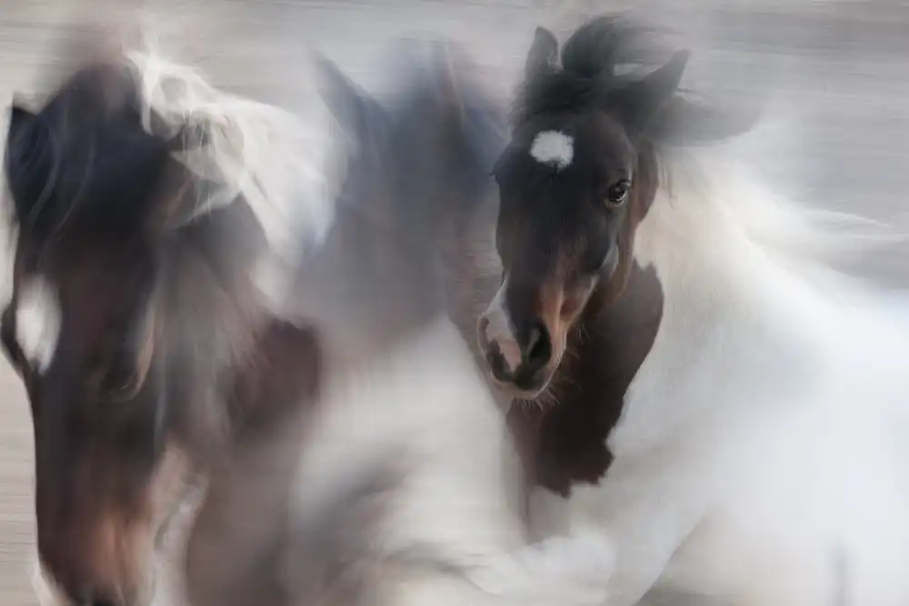 Benezech, Martine: Cheval en fuite