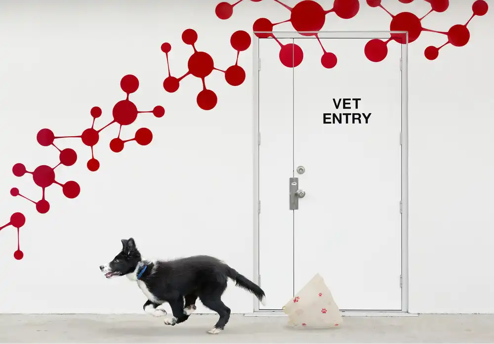 Hammer, Jacqueline: Fuga dal veterinario
