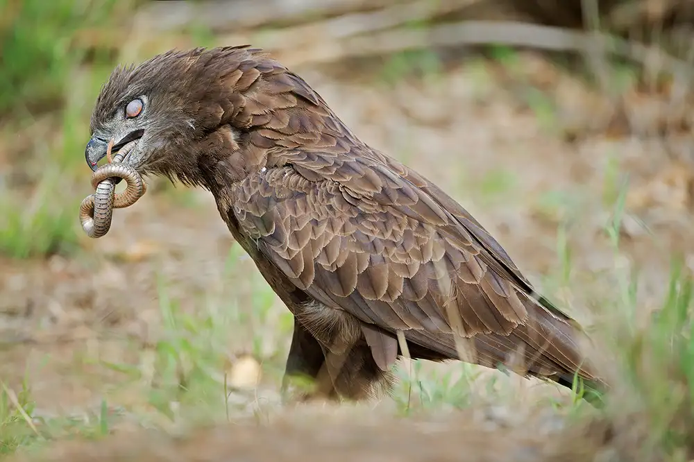 Pozzi, Marco: L'aquila e il serpente