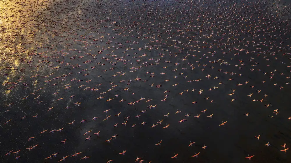 Chang, Phillip: Plameňák