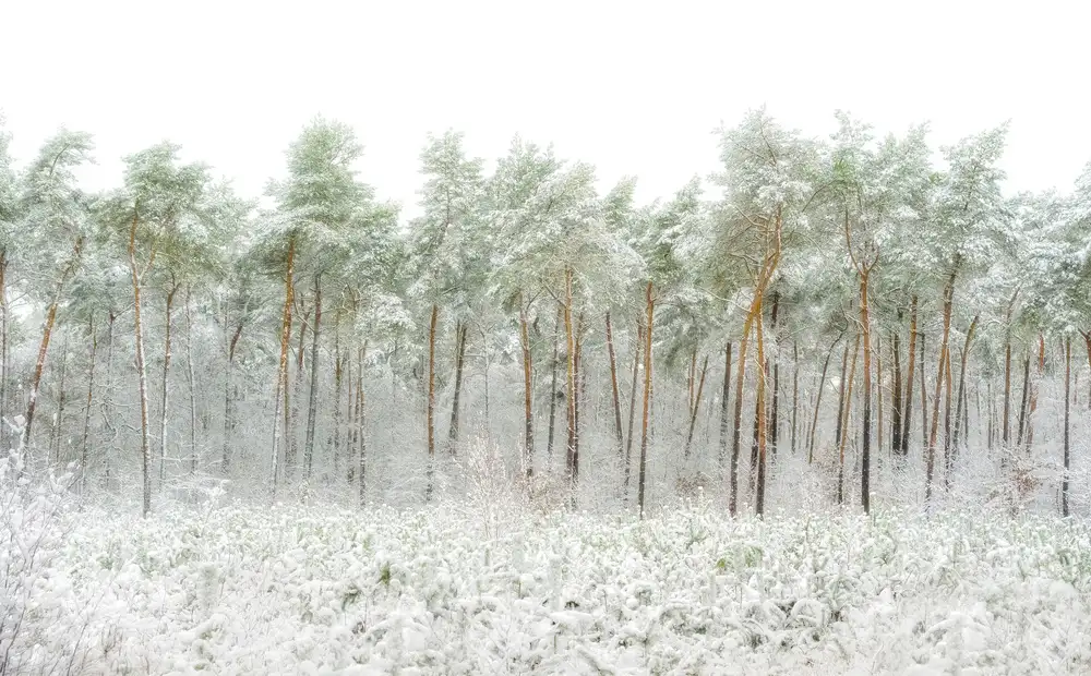 Son, van Greetje: Mondo della neve