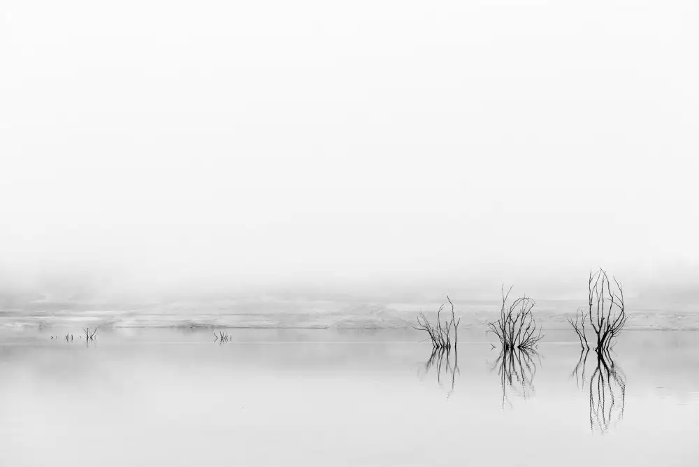 sanchez, martin fernando: Reflejos en la niebla