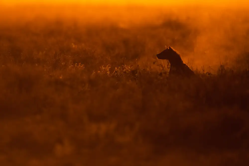 Alnaser, Mohammed: Carnivore