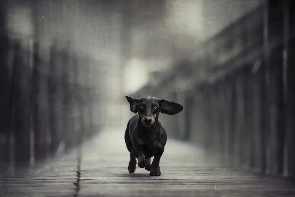 Willers, Heike: Cities, like dreams, are made of desires and fears. (Italo Calvino)