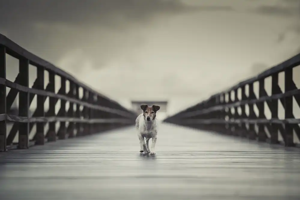 Willers, Heike: Le pont