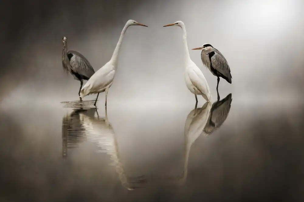 Panizza, Ghizzi Alberto: Sfide sulla neve