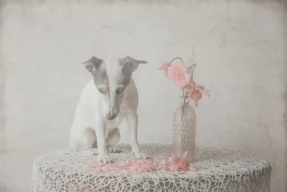 Willers, Heike: He loves me....he loves me not....