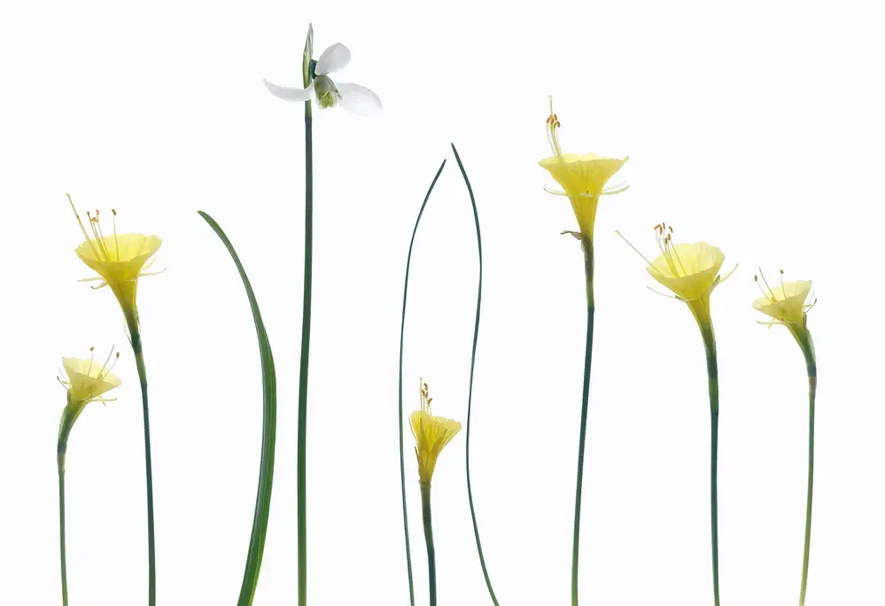 Grønkjær, Lotte: Frühlingsblumen