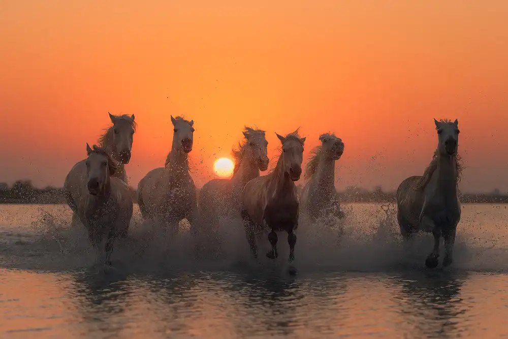 Anton, Rostovskiy: Sonnenuntergang in der Camargue