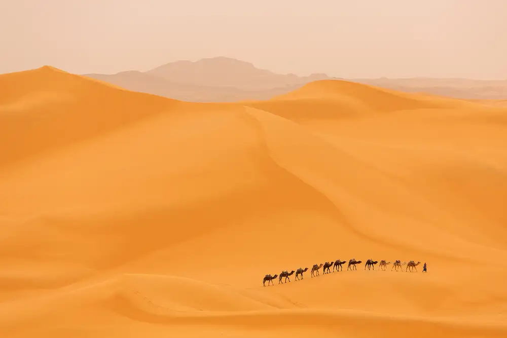 Mirica, Dan: Carovana di cammelli nel Sahara
