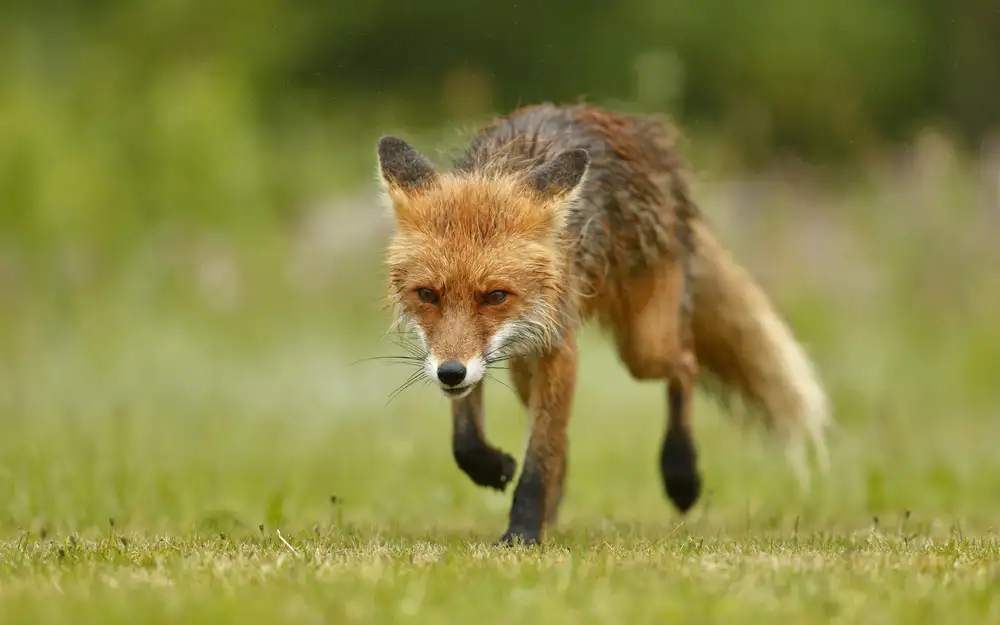 Gavra, Assaf: Red Fox @ Rain