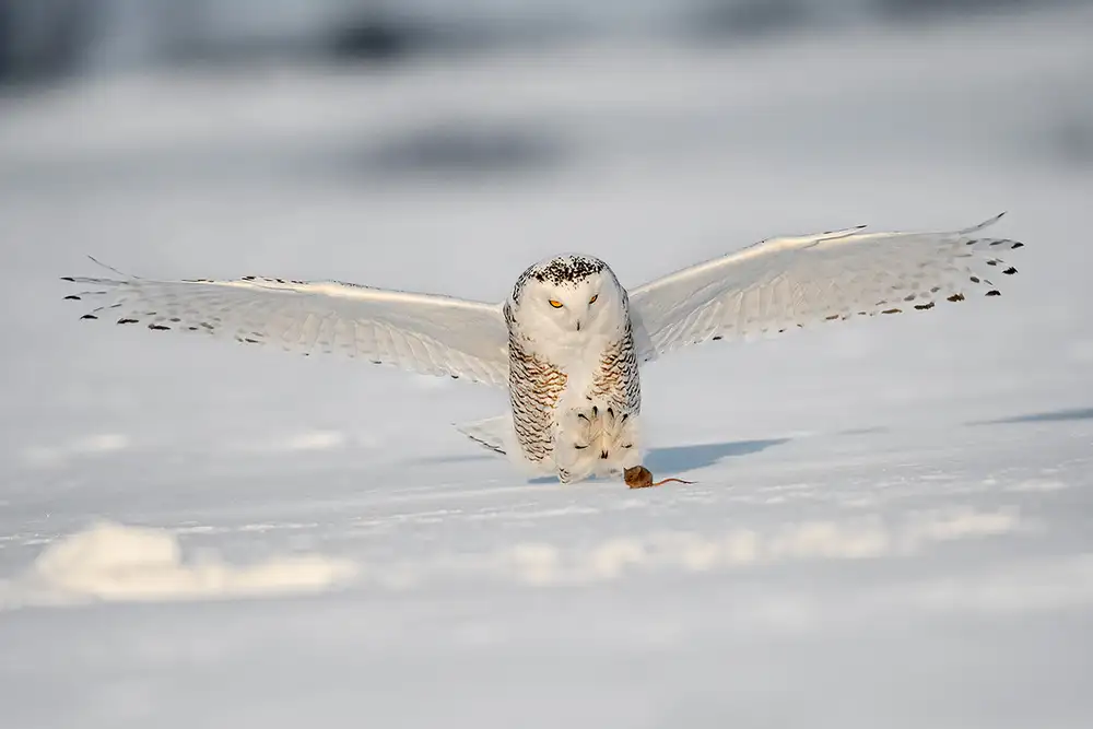 Pozzi, Marco: Afferrare il mouse