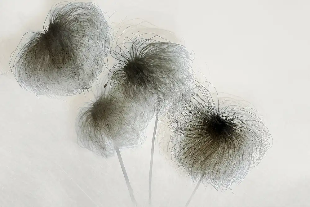 Talen, Nel: Klematis