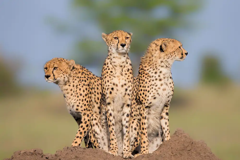 Zuo, Jun: Cheetah Malaika a její dva chlapci