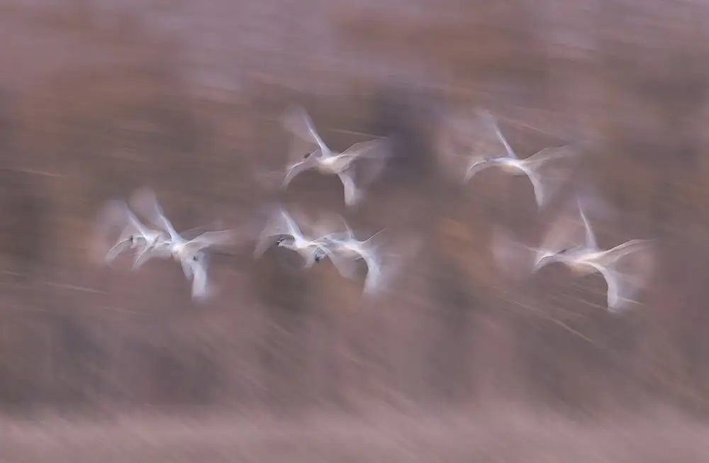 Deng, Larry: Tundra Swans v akci