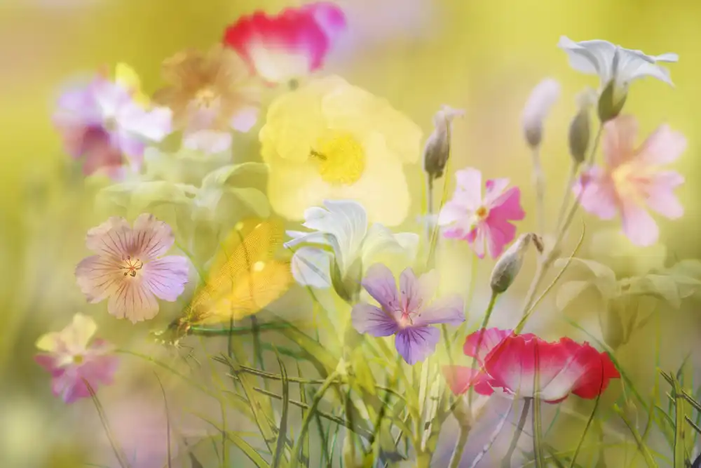 Shumilova, Ludmila: Piccolo giardino in un campo estivo