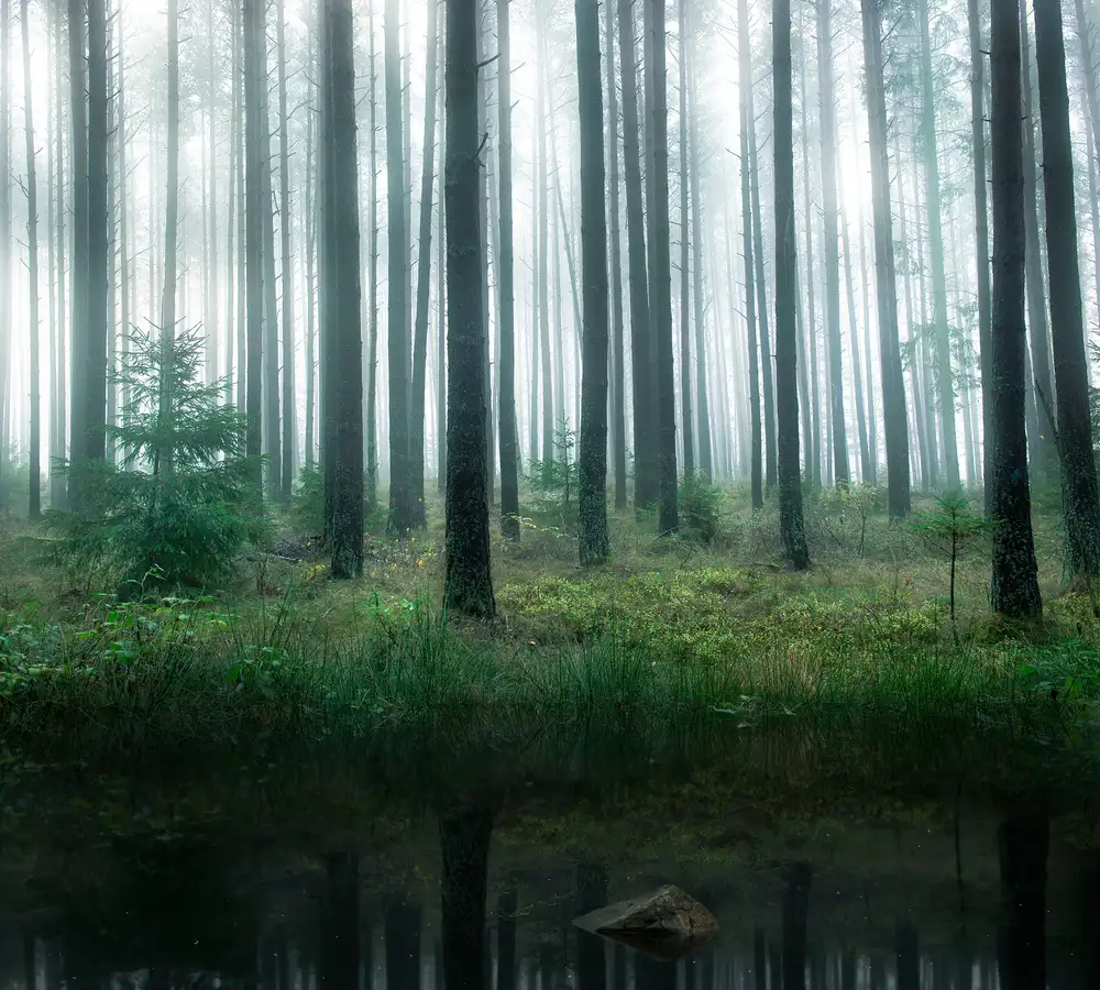 Lindsten, Christian: See im Wald