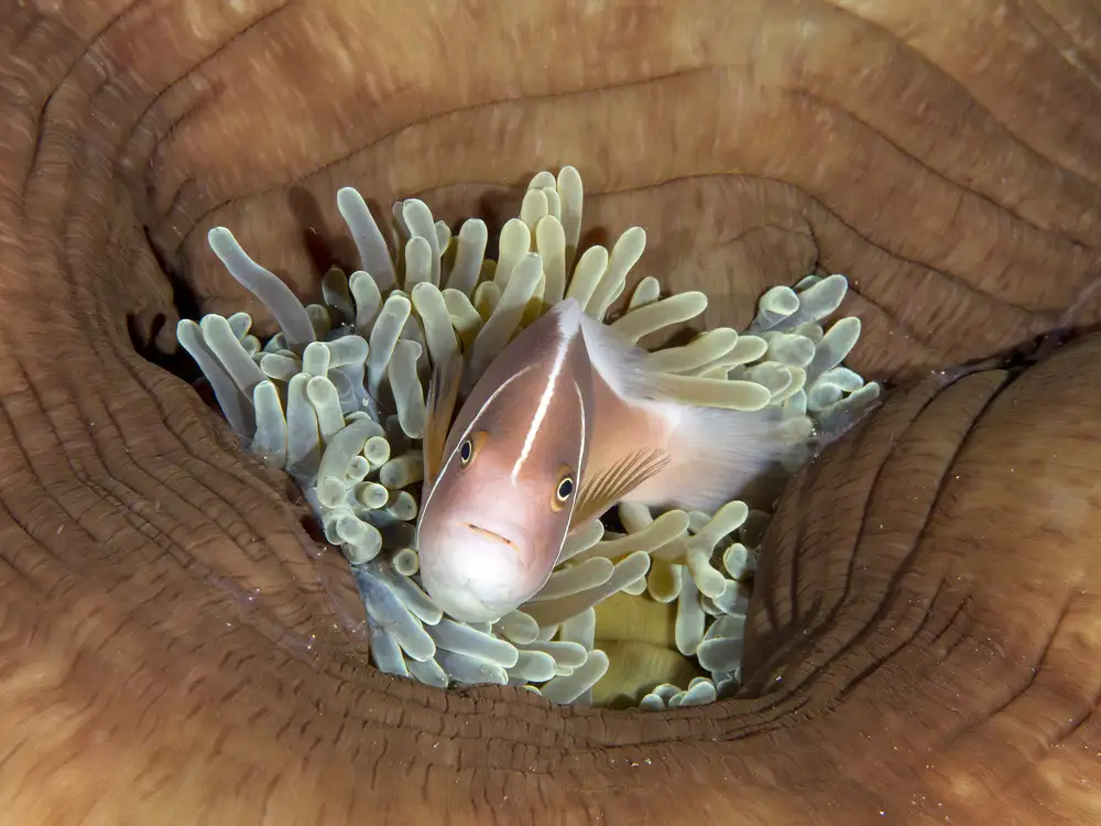 Tov, Ben Ilan: Pesce pagliaccio puzzola