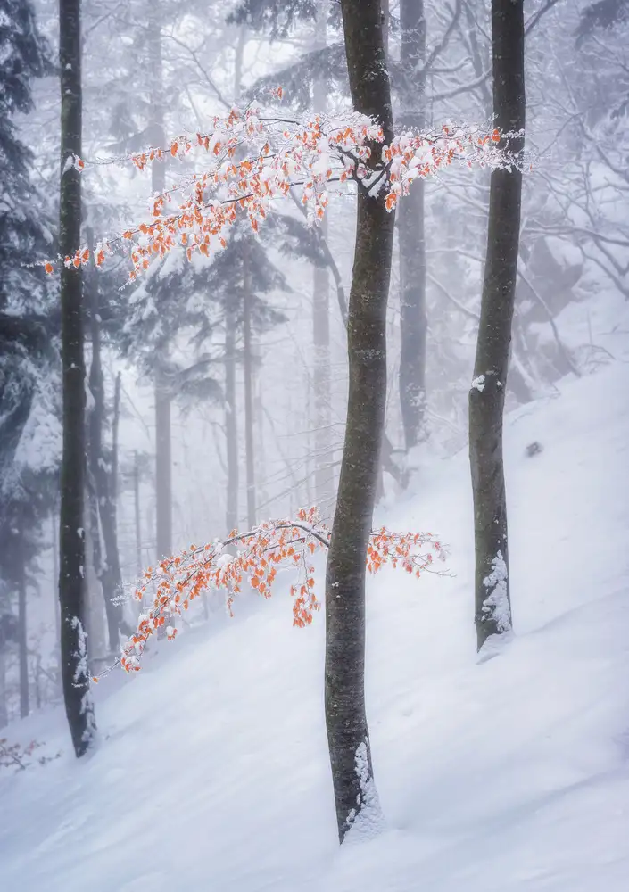 Krivec, Ales: Nella foresta invernale