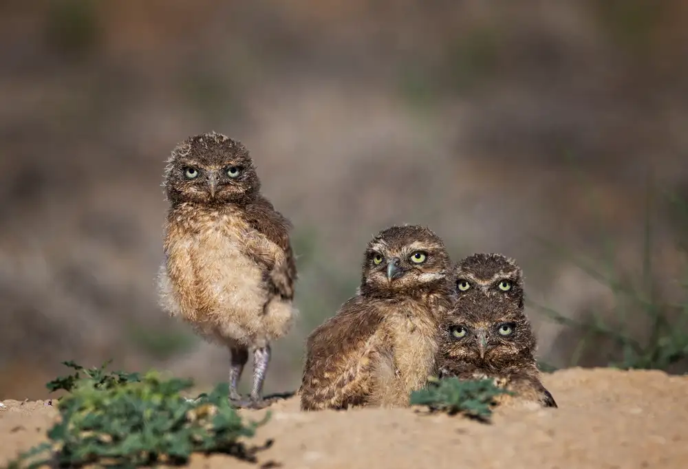 Verdon: Suspicious siblings