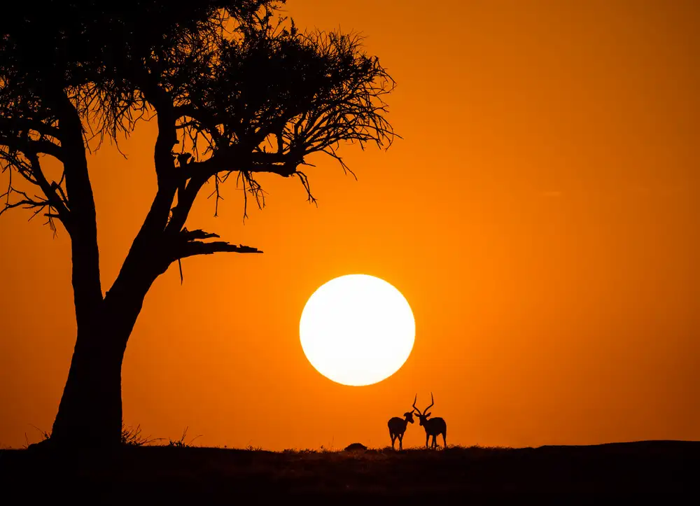 Zhang, Jonathan: Afrikanischer Sonnenuntergang