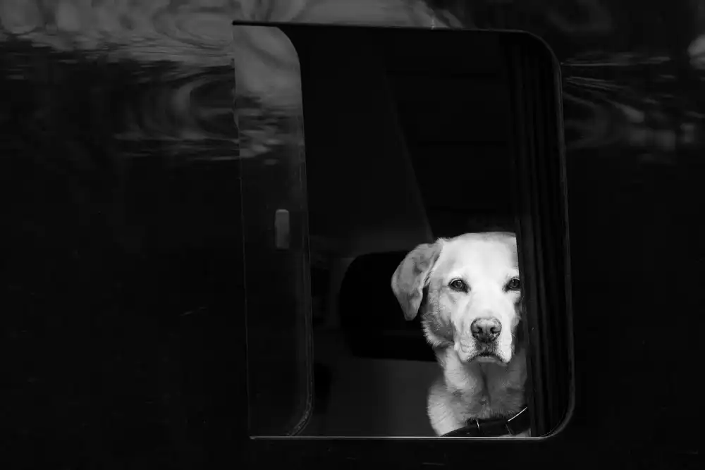 Dvorak, Petra: Weißer Hund im schwarzen Lieferwagen