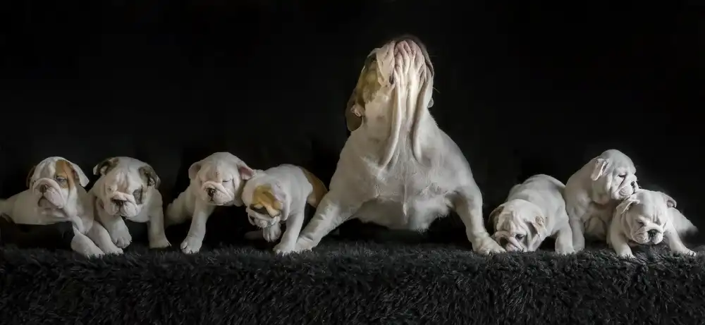 Bosch, den Gert: Die stolze Mama