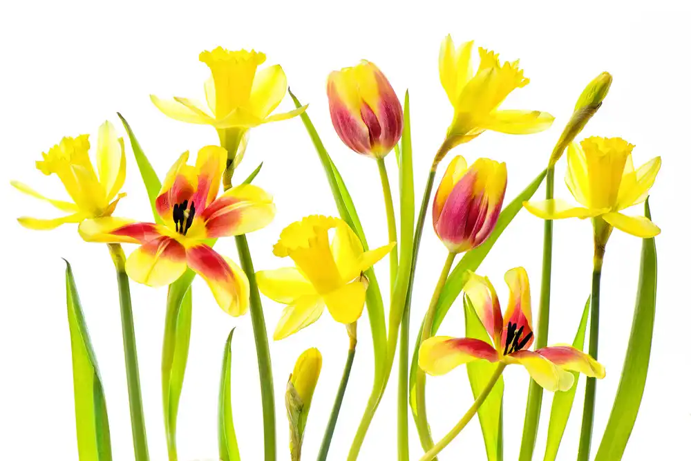 Parker, Jacky: Primavera vibrante
