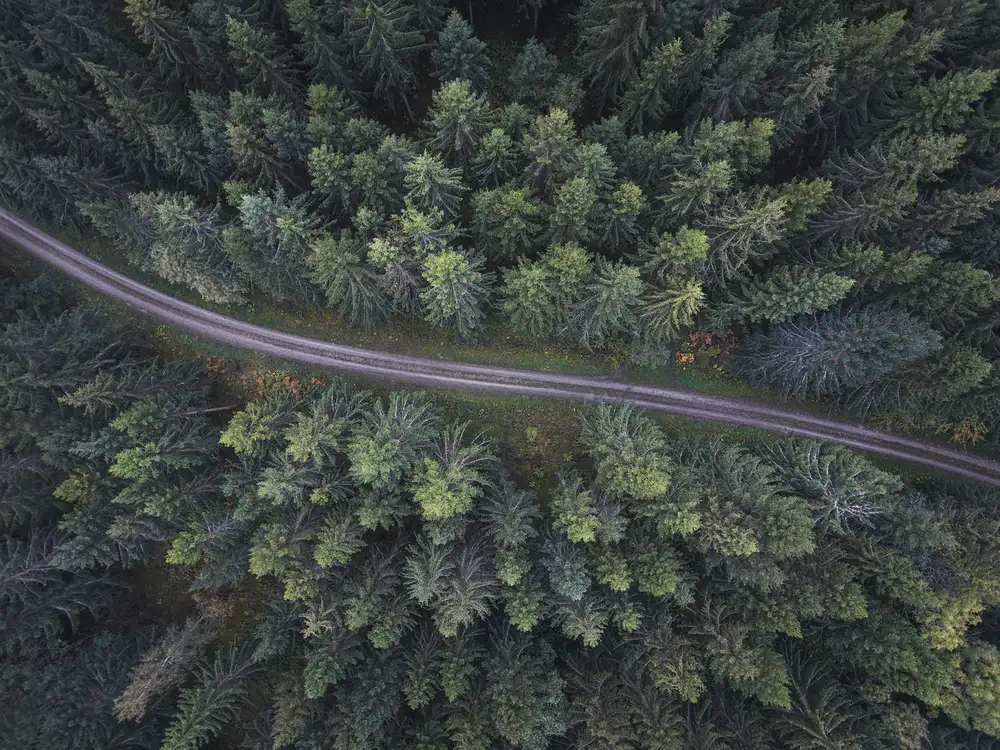 Lindsten, Christian: Kleine Straße durch den Wald