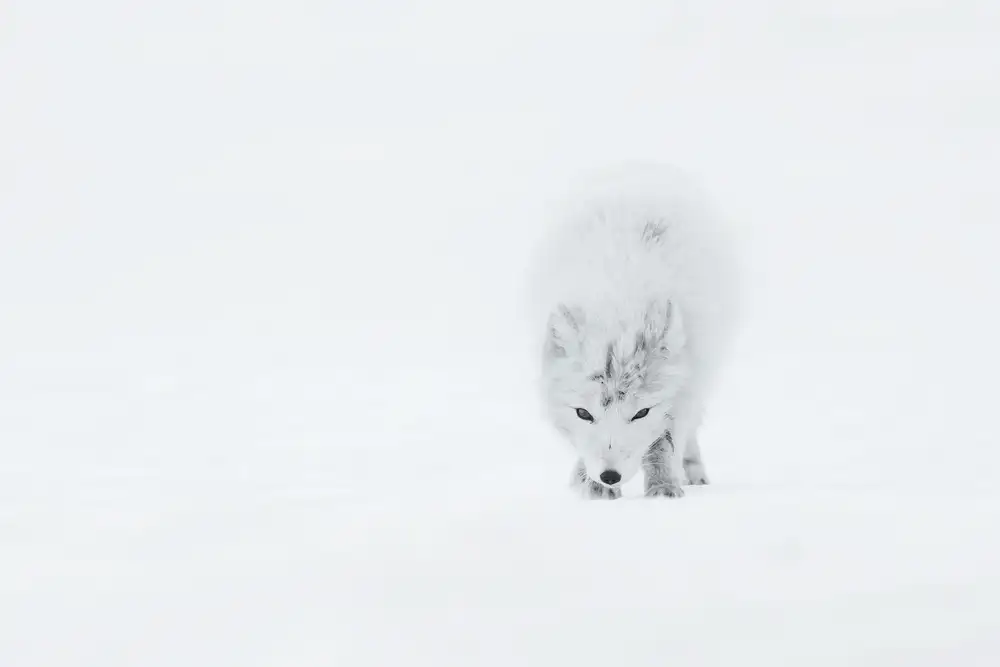 Marchegiani, Roberto: Polarfuchs