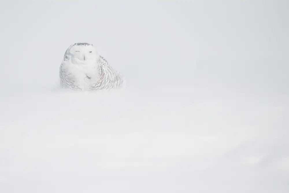 Pozzi, Marco: Predatore nella tempesta