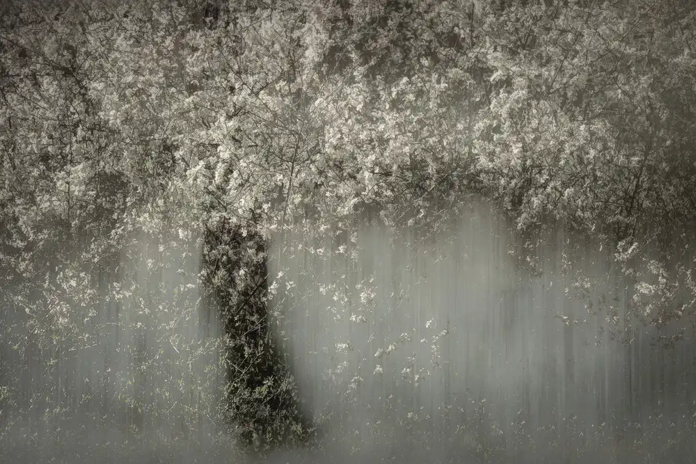 Talen, Nel: Weiße Blüte