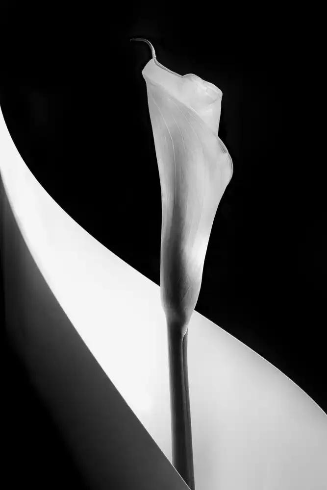 Clough, Stephen: Calla-Lilie