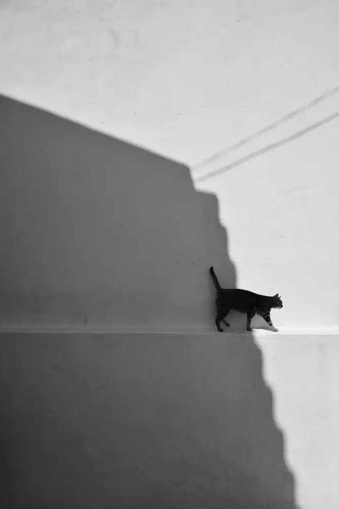 Joseph, Florentinus: il mio gatto