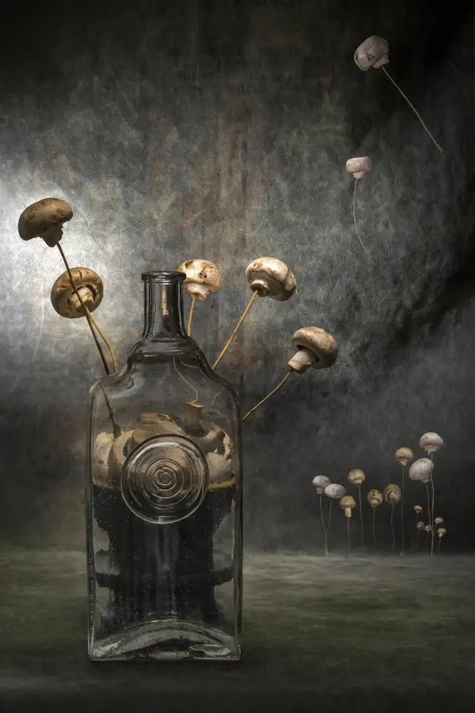 Barkow, Brig: Funghi