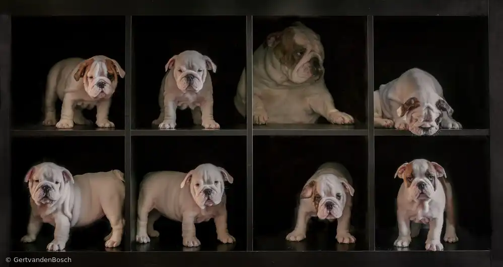 Bosch, den Gert: Incorniciato!
