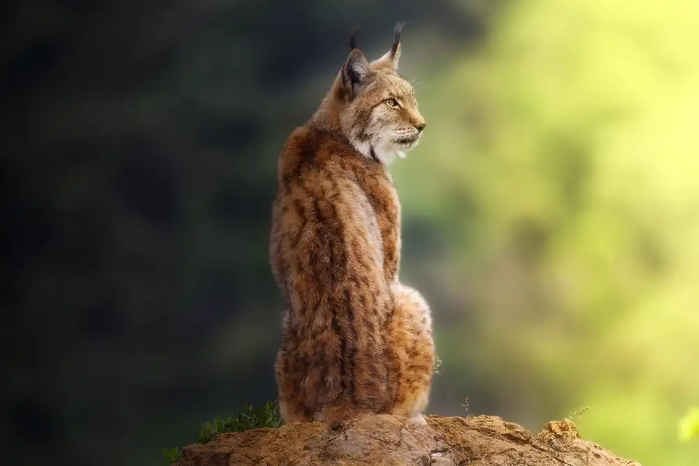 Ruiz, Saavedra Sergio: Pequeño gran felino