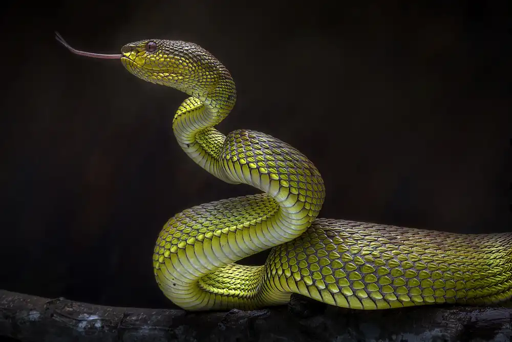 Maududdin, Fauzan: Spaventosa vipera verde
