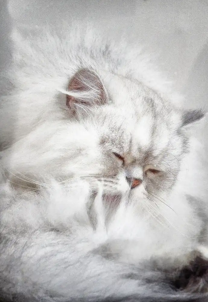 Clark, Ray: Il gatto alla finestra