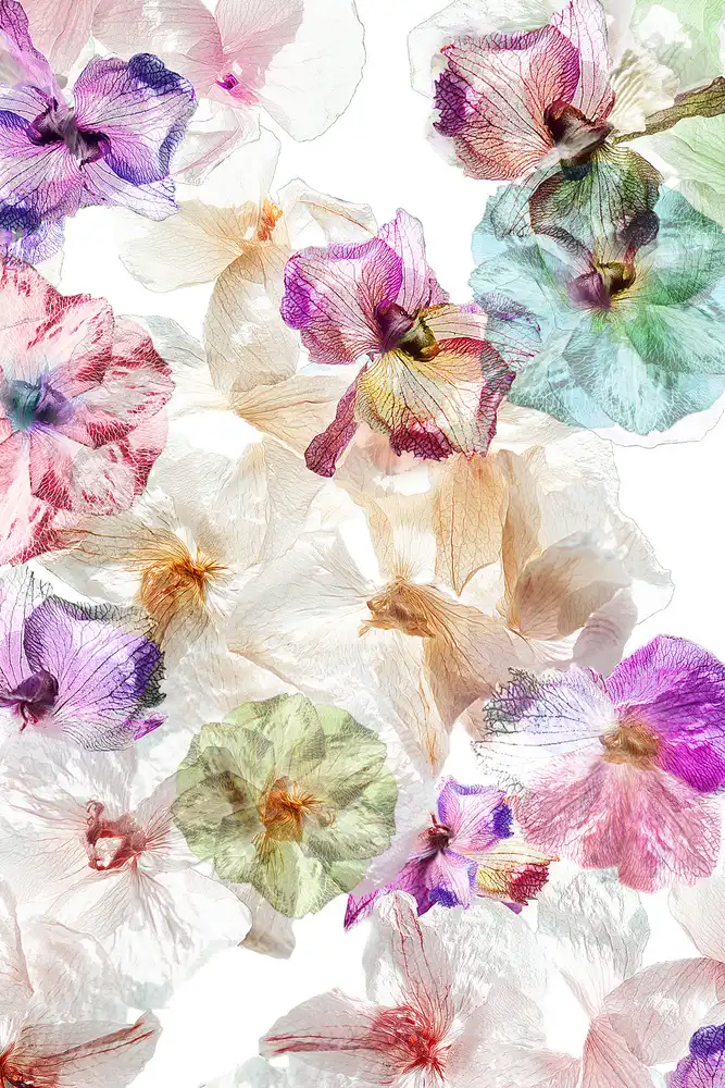 Shumilova, Ludmila: Orchidee fantasma