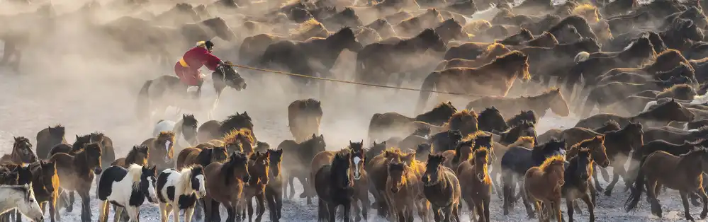 Poreider, Annie: Horseman